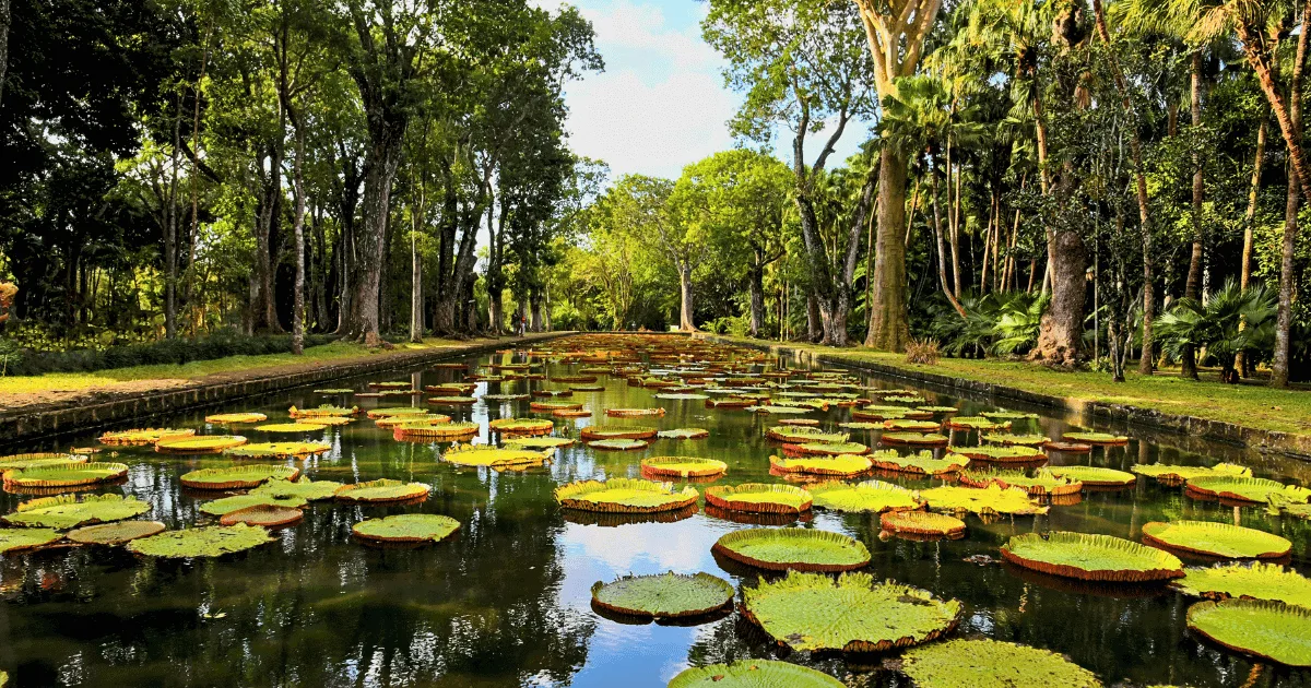 water lilies 