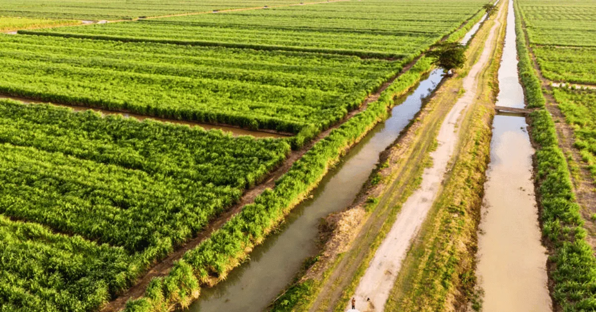 guyana cane fields