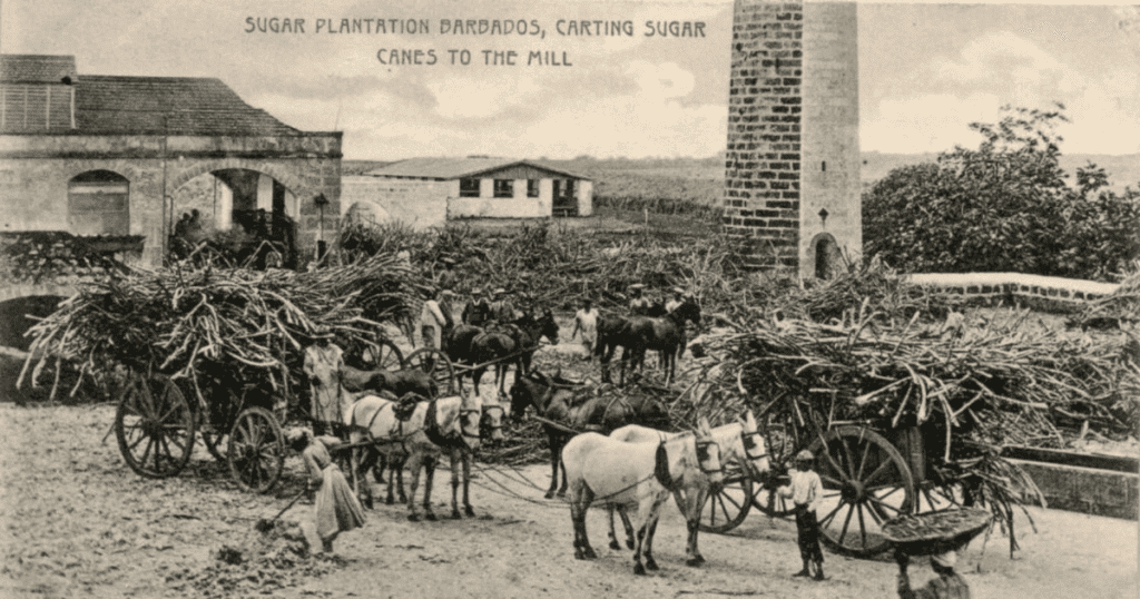 HISTORY OF RUM History of Rum
