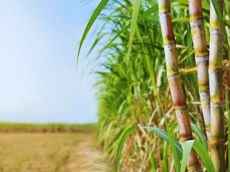 sugarcane fields