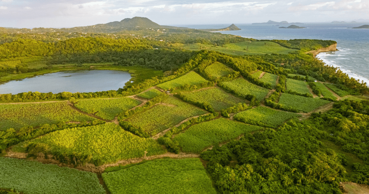 Rum Guide to Grenada