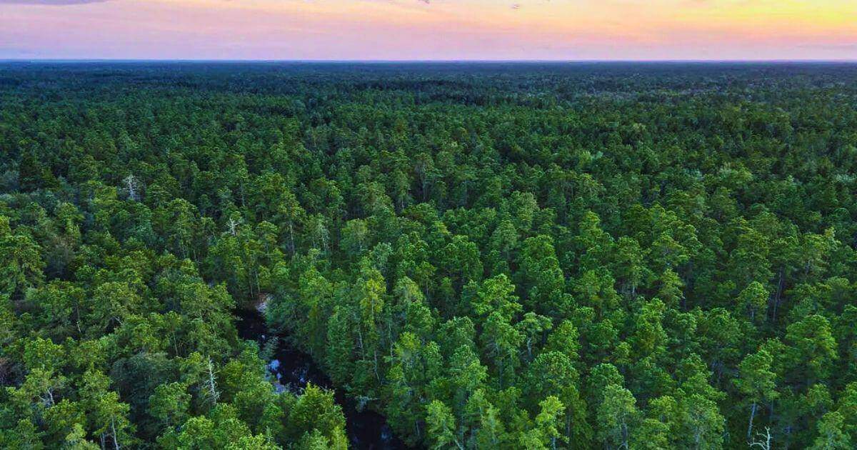 Pinelands