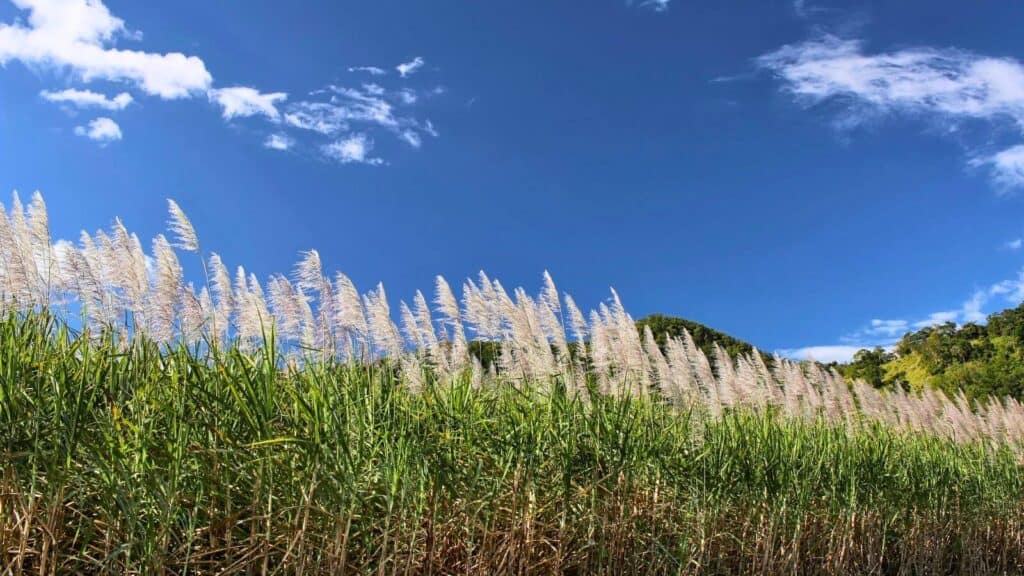 sugarcane flowers