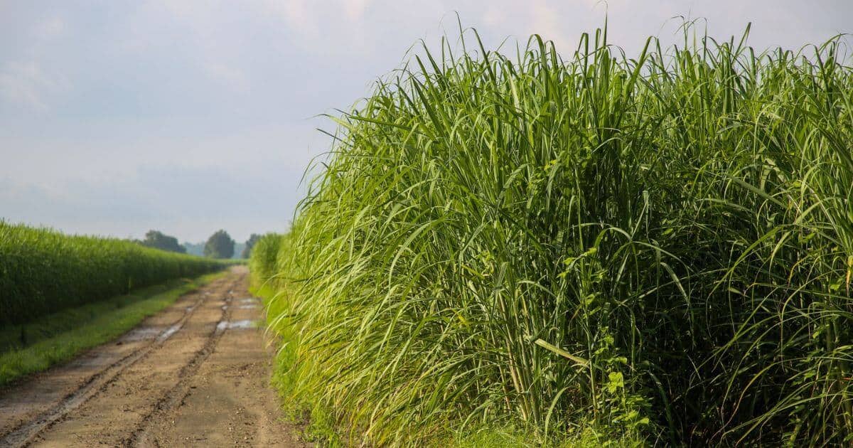 single estate rum cane fields